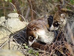 Tiergarten Schönbrunn am 23.03.2023
